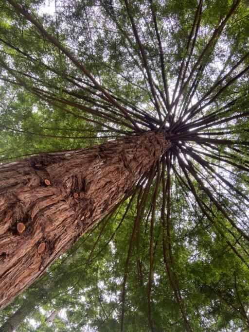 ~* The Spectacular Spyglass Treehouse *~ Occidental Eksteriør billede