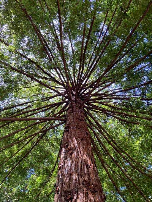 ~* The Spectacular Spyglass Treehouse *~ Occidental Eksteriør billede